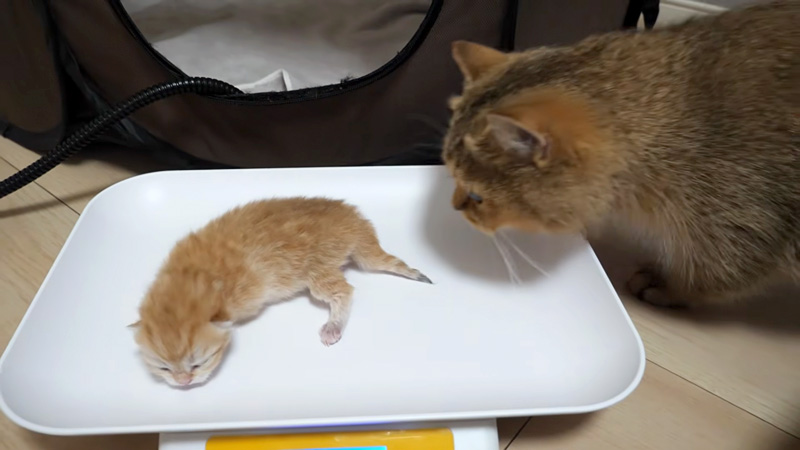 子猫を気にする母猫