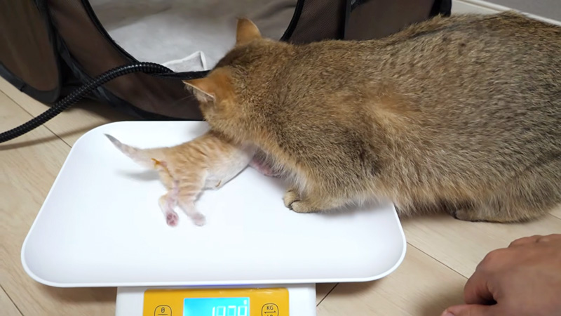 子猫を咥える母猫