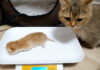 子猫を気にする母猫