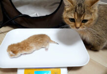 子猫を気にする母猫
