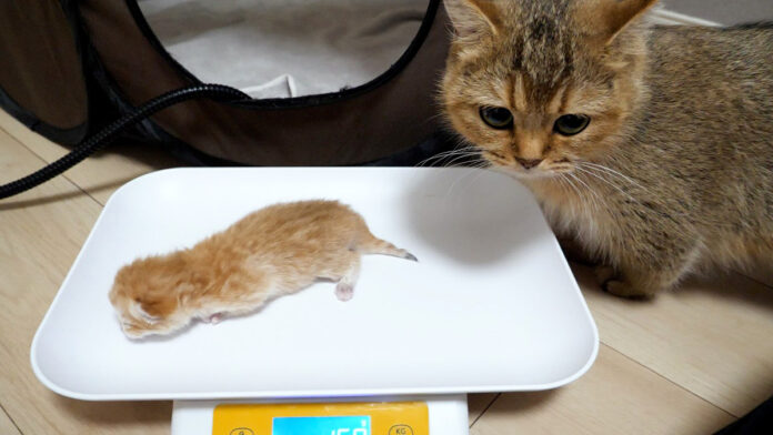 子猫を気にする母猫