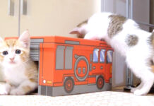 消防車で遊ぶ子猫達