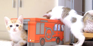 消防車で遊ぶ子猫達