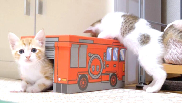 消防車で遊ぶ子猫達