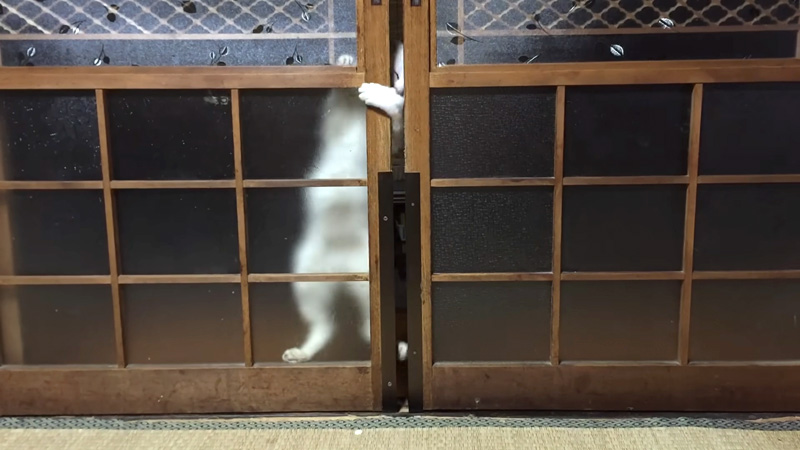 引き戸の開け方が凄まじい猫