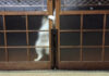 扉の開け方が凄まじい猫