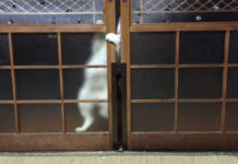 扉の開け方が凄まじい猫