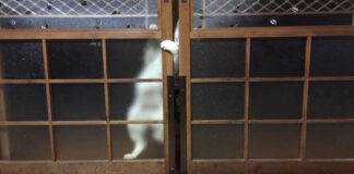 扉の開け方が凄まじい猫