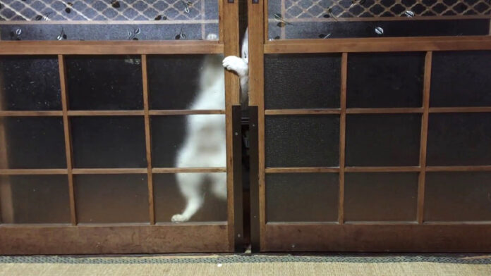 扉の開け方が凄まじい猫