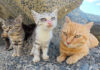 仲良くなった母猫が、特別に子猫達がいる住処まで案内してくれた♪ 子猫達が暮らしているテトラポッド