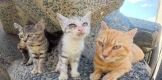 子猫達が暮らしているテトラポッド