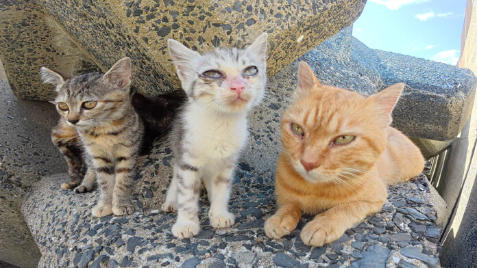 子猫達が暮らしているテトラポッド