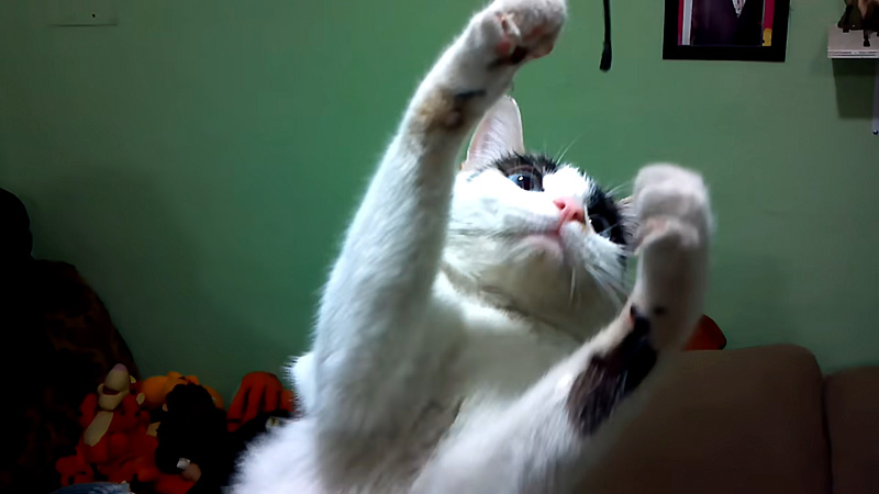 手を伸ばす猫