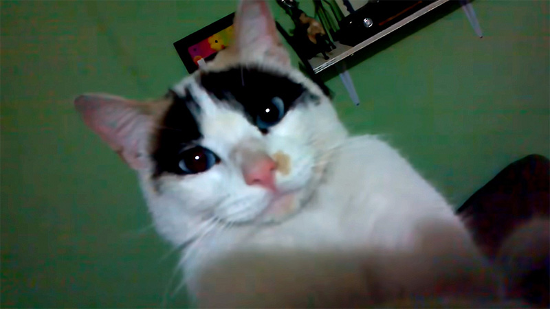 撮影されていることに気づいた猫