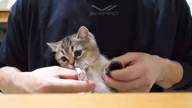 爪切りされる子猫