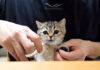 爪切りを阻止する子猫