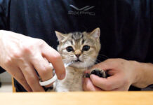 爪切りを阻止する子猫