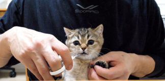 爪切りを阻止する子猫