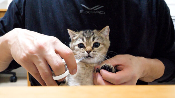 爪切りを阻止する子猫