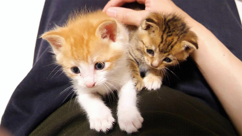 養育主さんで爪研ぎする子猫達