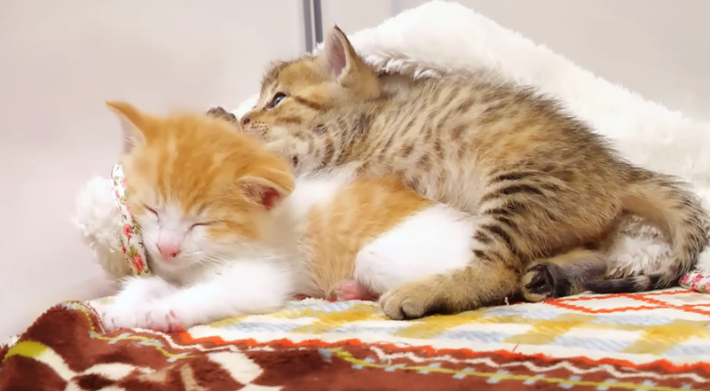 くっつきながらウトウトする子猫達