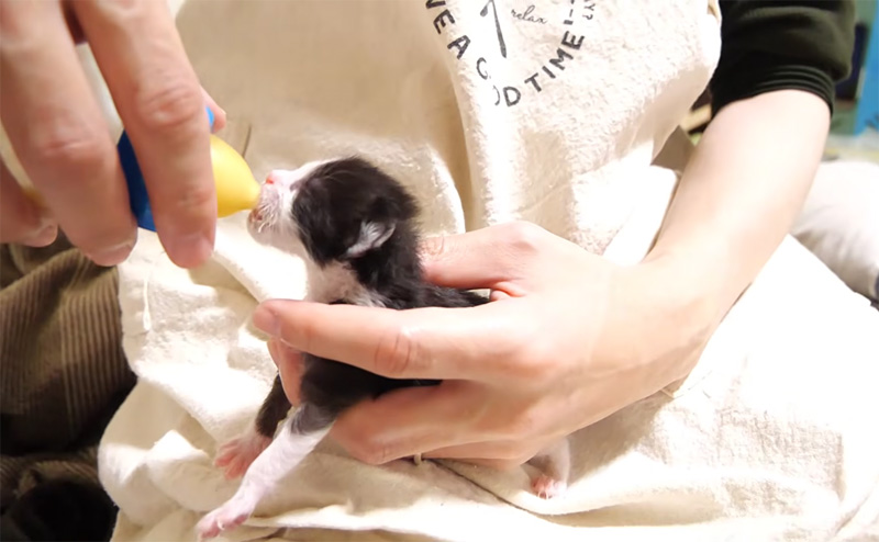 ミルクを飲む子猫