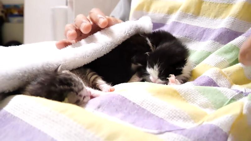 膝の上で甘える子猫達