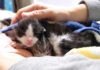 家にやって来た生まれたばかりの3匹の保護子猫。懸命にミルクを飲んで甘える姿にホッとする