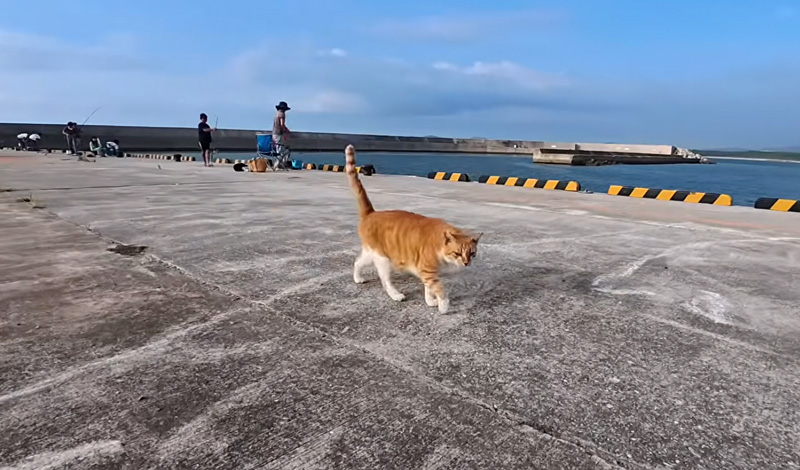 海辺を散歩中の猫