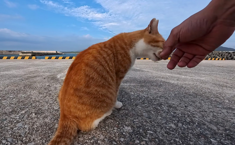 スリスリしてきた猫