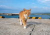 海辺を散歩中の猫