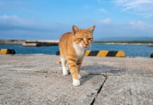 海辺を散歩中の猫