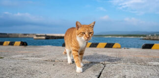 海辺を散歩中の猫