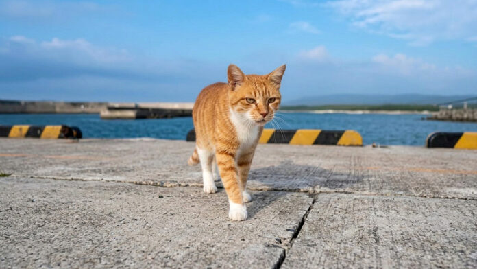海辺を散歩中の猫
