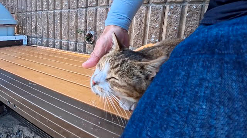 ナデナデされる猫