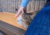 海辺のベンチで休んでいたら猫さんが隣に座ってきて… 癒されすぎた♡ 海辺のベンチでナデナデされる猫