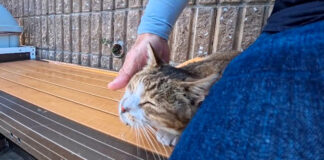 海辺のベンチでナデナデされる猫