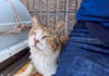 隣に座ってきた猫