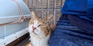 隣に座ってきた猫