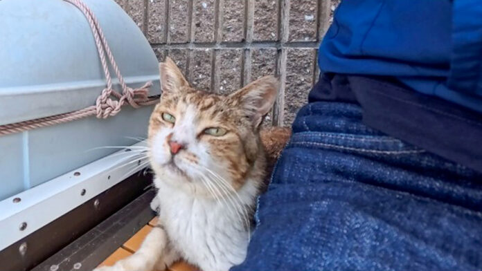 隣に座ってきた猫