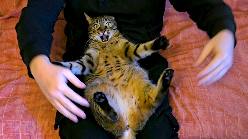 膝の上の猫