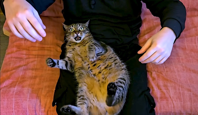 膝の上の猫