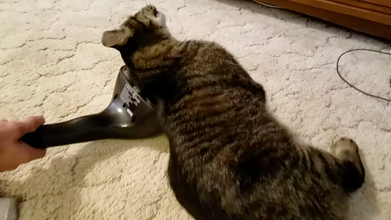 マッサージ機を堪能する猫
