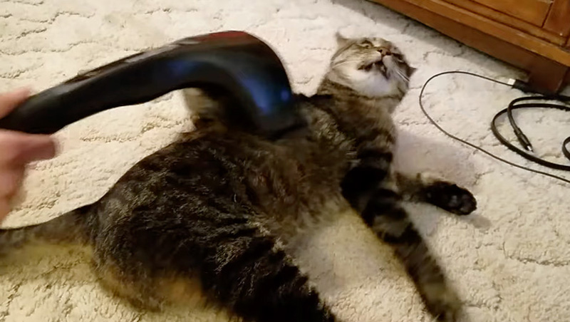 マッサージ機を堪能する猫