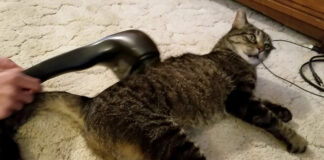 マッサージ機を堪能する猫