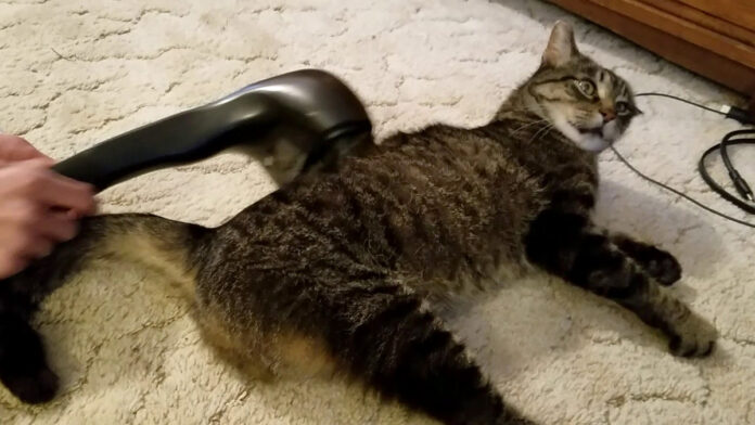 マッサージ機を堪能する猫