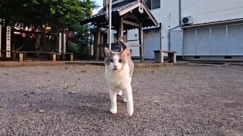 夕方の神社で出会った猫