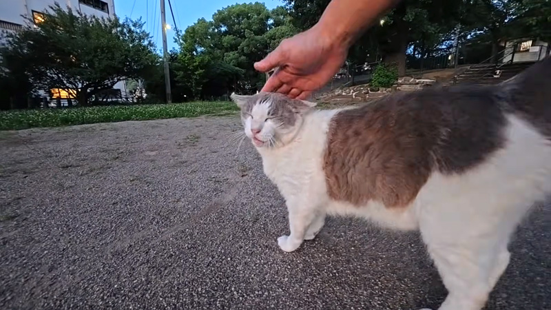 モフモフされる神社の猫