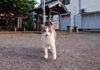 夕方の神社で出会った猫