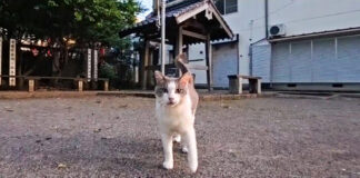 夕方の神社で出会った猫
